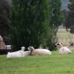 Queso Arribes Salamanca - Nuestras explotaciones