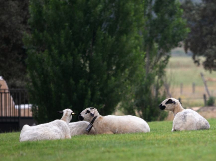 Queso Arribes Salamanca - Nuestras explotaciones